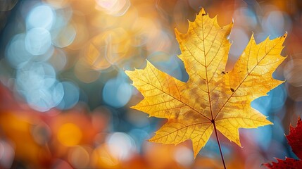 Fototapeta premium A Single Yellow Maple Leaf Against a Blurry Autumn Background