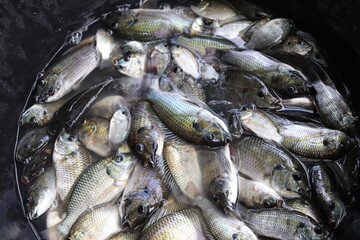 Close-up view of a pile of fish submerged in water, their scales showing faded colors and dark gills. Captured in natural light for a raw and authentic look. Ideal for marine or fishing content.
