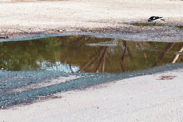 water in pot hole in road after rain and bird