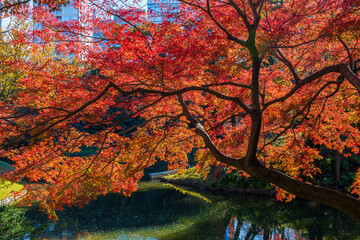 日本の風景・秋　東京都文京区　紅葉の小石川後楽園