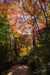 日本の風景・秋　東京都文京区　紅葉の小石川後楽園