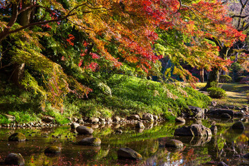 日本の風景・秋　東京都文京区　紅葉の小石川後楽園