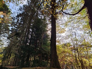 On the way to visit the Japanese shrine, I was unconsciously drawn to the spiritual energy of the forest, as if everything was being protected.