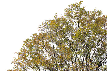 紅葉の木　切り抜き