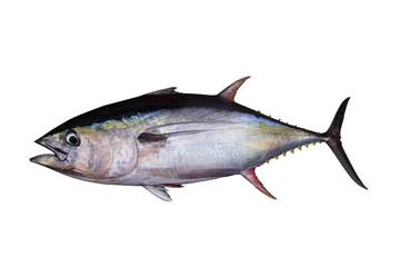 Tuna fish