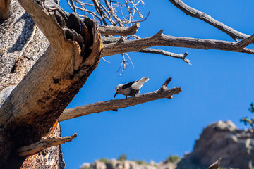 bird on the tree