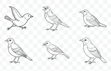 Obraz premium Print Weaver Bird Line Art Vector Set Collection of Intricate and Detailed Weaver Bird Illustrations for Creative Design Projects