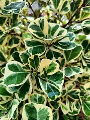 Close-up of variegated leaves with water droplets. Green and white foliage, glossy texture, nature background, botanical detail, fresh and vibrant plant leaves.