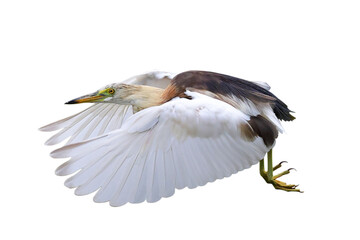 Beautiful flying Javan Pond Heron isolated on transparent background png file