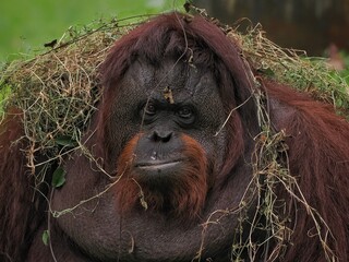 potrait close up orangutans or pongo pygmaeus, orangutans or pongo pygmaeus is the only asian great...