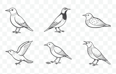 Fototapeta premium Starling Line Art Vector Set Detailed Illustrations of European and Common Starlings in Various Poses and Styles