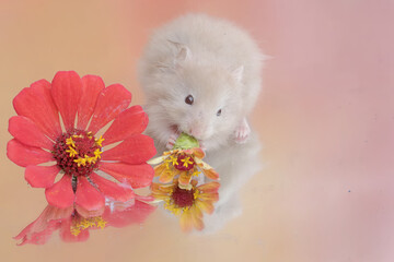 A Campbell dwarf hamsters eating wild plant flowers. This rodent has the scientific name Phodopus...