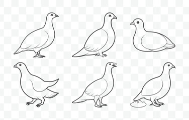 Print Ptarmigan Line Art Vector Set with Detailed Bird Illustrations in Various Poses for Nature and Wildlife Design
