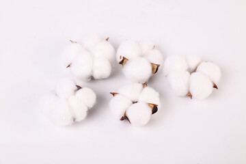 cotton buds on a white