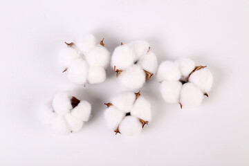 cotton buds on a white
