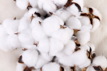 cotton buds on a white