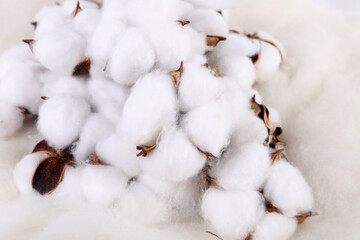 cotton buds on a white