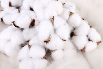 cotton buds on a white