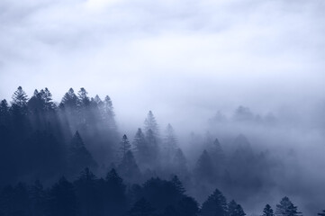 針葉樹の森と雲の幻想的な風景。おとぎ話の一場面のような印象で自然の雄大さも感じさせる。