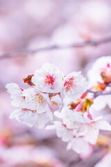 晴れた日に可愛らしく咲いた薄いピンク色の桜の花。背景はボケ。幸せを感じさせる美しさ。