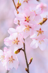 晴れた日に可愛らしく咲いた薄いピンク色の桜の花。背景はボケ。幸せを感じさせる美しさ。