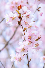 晴れた日に可愛らしく咲いた薄いピンク色の桜の花。背景はボケ。幸せを感じさせる美しさ。