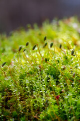 密集した苔のクローズアップ。背景のボケ。新鮮で清らかな自然の森。