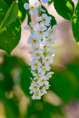房状に咲いた白い小さな花が太陽光を浴びて美しく咲いている。背景はボケ。可憐で個性的な美しい自然の植物。