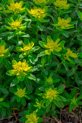 丸みを帯びた株に、小さな黄色い花がびっしりと咲くクッションユーフォルビア。初夏の訪れを感じさせる、明るい花色が魅力的。