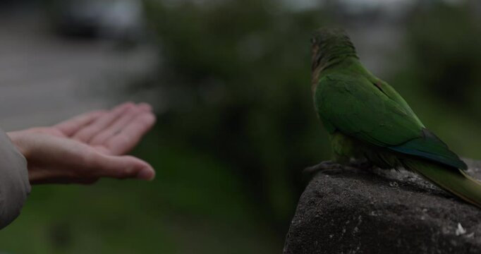 Woman hand feeds green Brazilian Parrot on streets of Brazil - close up