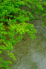 上から見下ろす川岸の緑の木の葉と川の流れ。