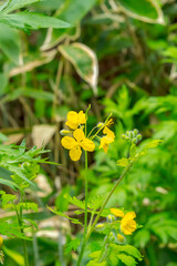 叢に咲く小さな黄色い野花のクローズアップ。