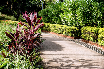 Purple bushes with reflection on the walkway in the park