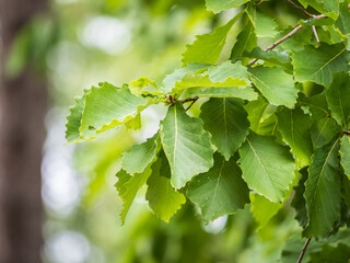 Fototapeta premium Oak branches with green and yellow leaves in autumn park.