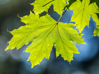 Maple branches with green and yellow leaves in autumn, in the light of sunset.