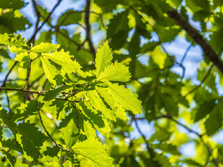 Oak branches with green and yellow leaves in autumn park.