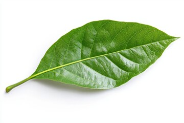 Obraz premium Green cocoa leaf isolated on white background, showcasing its natural detail and unique texture in a vibrant shade of green.
