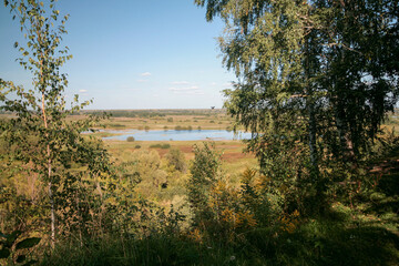 Obraz premium Birch grove in summer, Nizhny Novgorod, Russia.