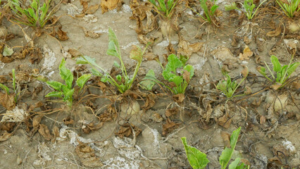 Sugar beet drought dry field land Beta vulgaris altissima garden, very drying up soil cracked...