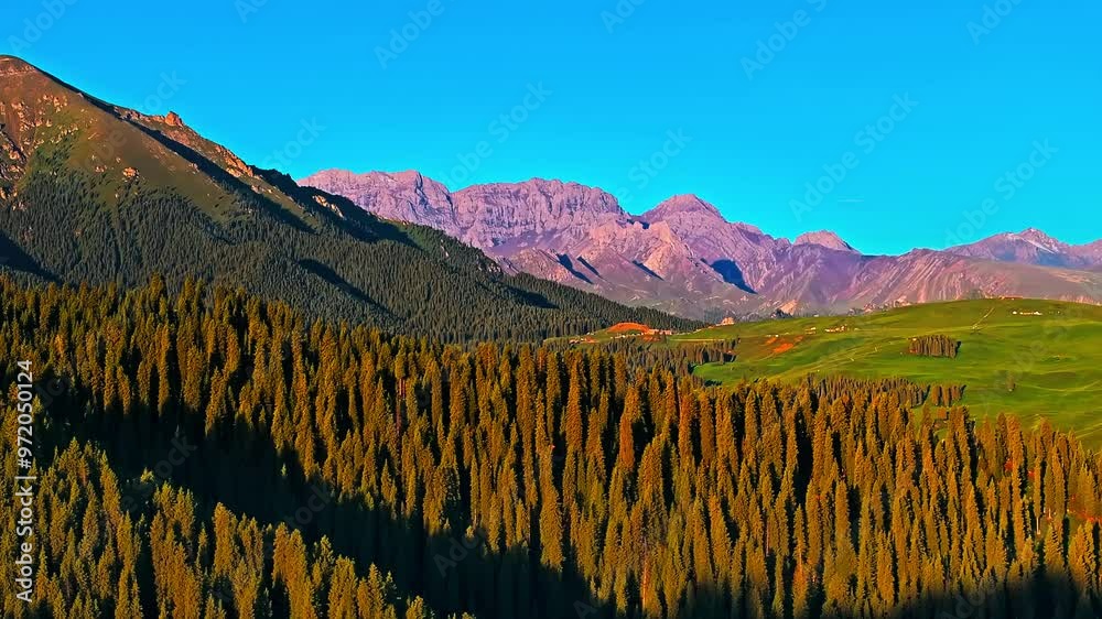 Wall mural aerial view of green forest and grassland with mountain natural landscape at sunrise in xinjiang, ch