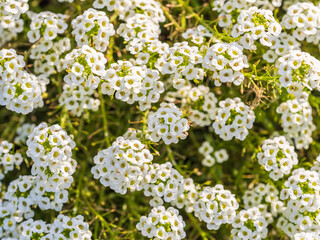 Obraz premium White and yellow daisy flowers on a green blurred background.