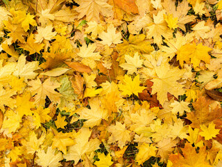 Background of wet fallen yellow, green and brown maple leaves