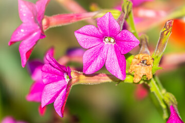 Obraz premium Flowering ornamental tobacco plant, Nicotiana alata