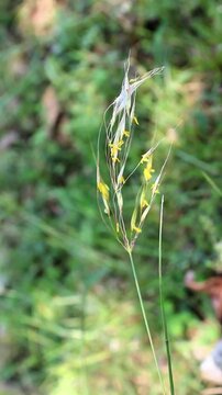 Hyparrhenia hirta plant blooming in a wild forest