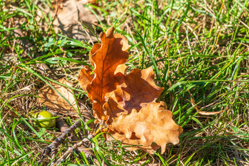 Orange, brown and yellow fallen oak leaves in the sunlight.