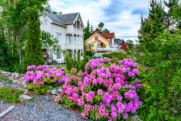 Beautiful white and yellow houses with black triangular roof tiles exterior, purple rhododendron on...
