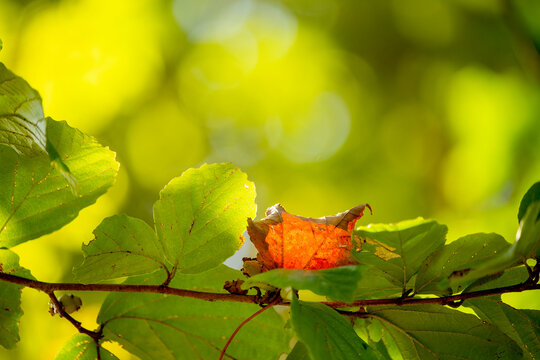 branch with green leaves and one red leaf. natural ь nature background with sunlight and bokeh. Changing seasons, arrival of autumn