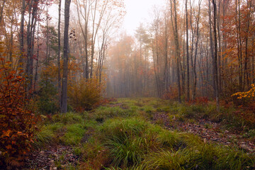 autumn calm foggy forest and colorful trees.