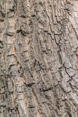 Bark texture and background of a old tree trunk. Detailed bark texture.