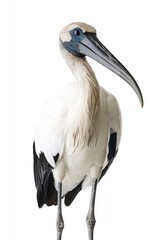 Obraz premium White bird with long beak